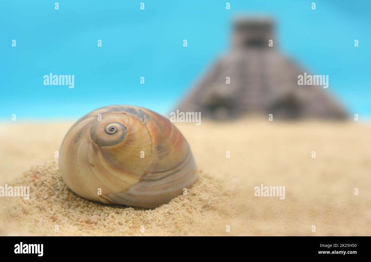 Sea Shell with Pyramid, Shallow Depth of Field Stock Photo - Alamy