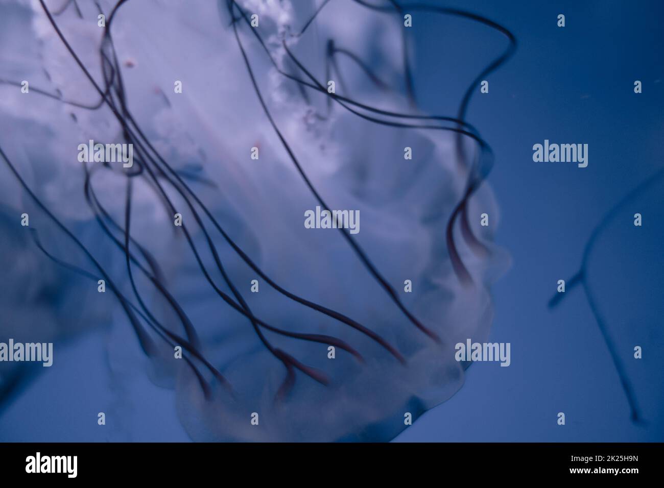 Jellyfish floating in the deep ocean Stock Photo - Alamy
