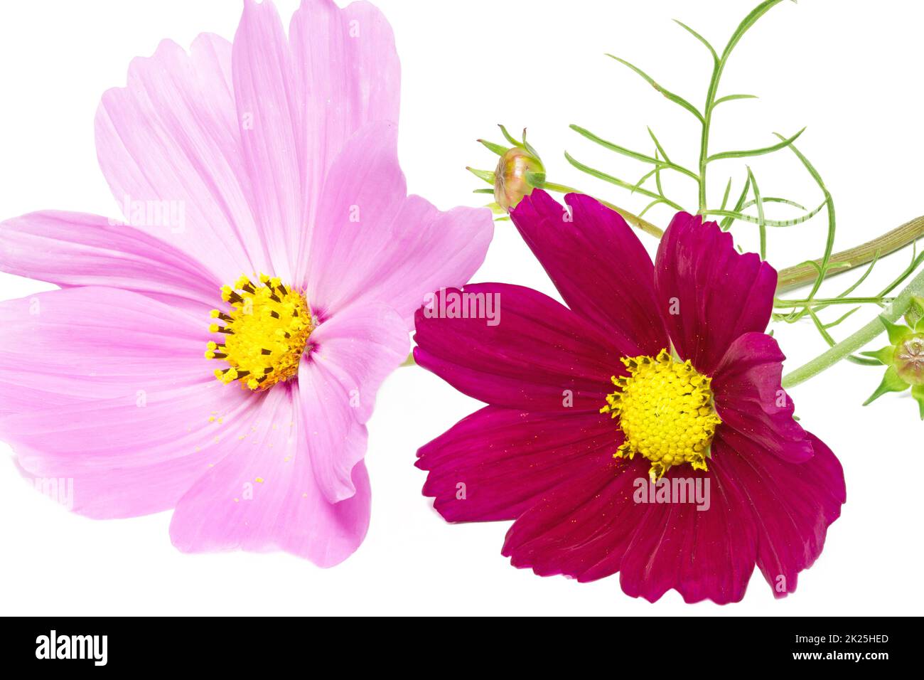 Cosmos bipinnatus flower on white background Stock Photo - Alamy
