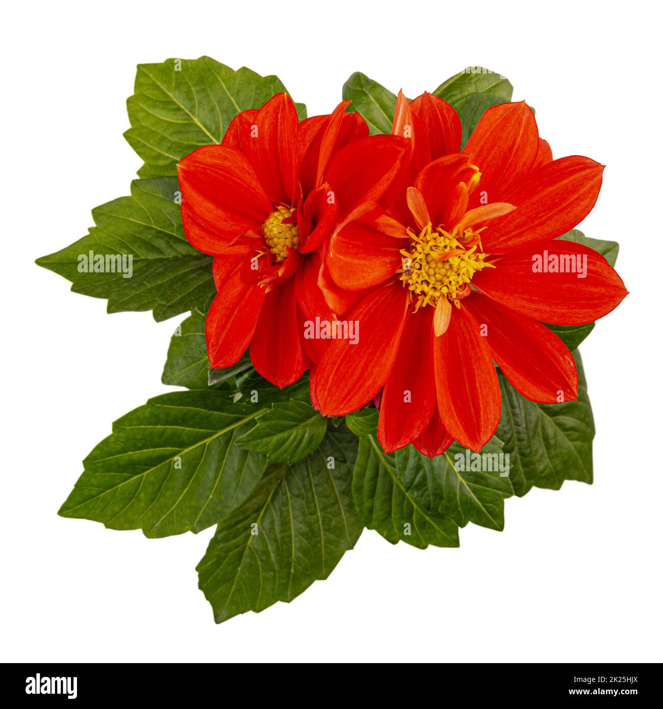 Flat lay of red dahlia flower Stock Photo