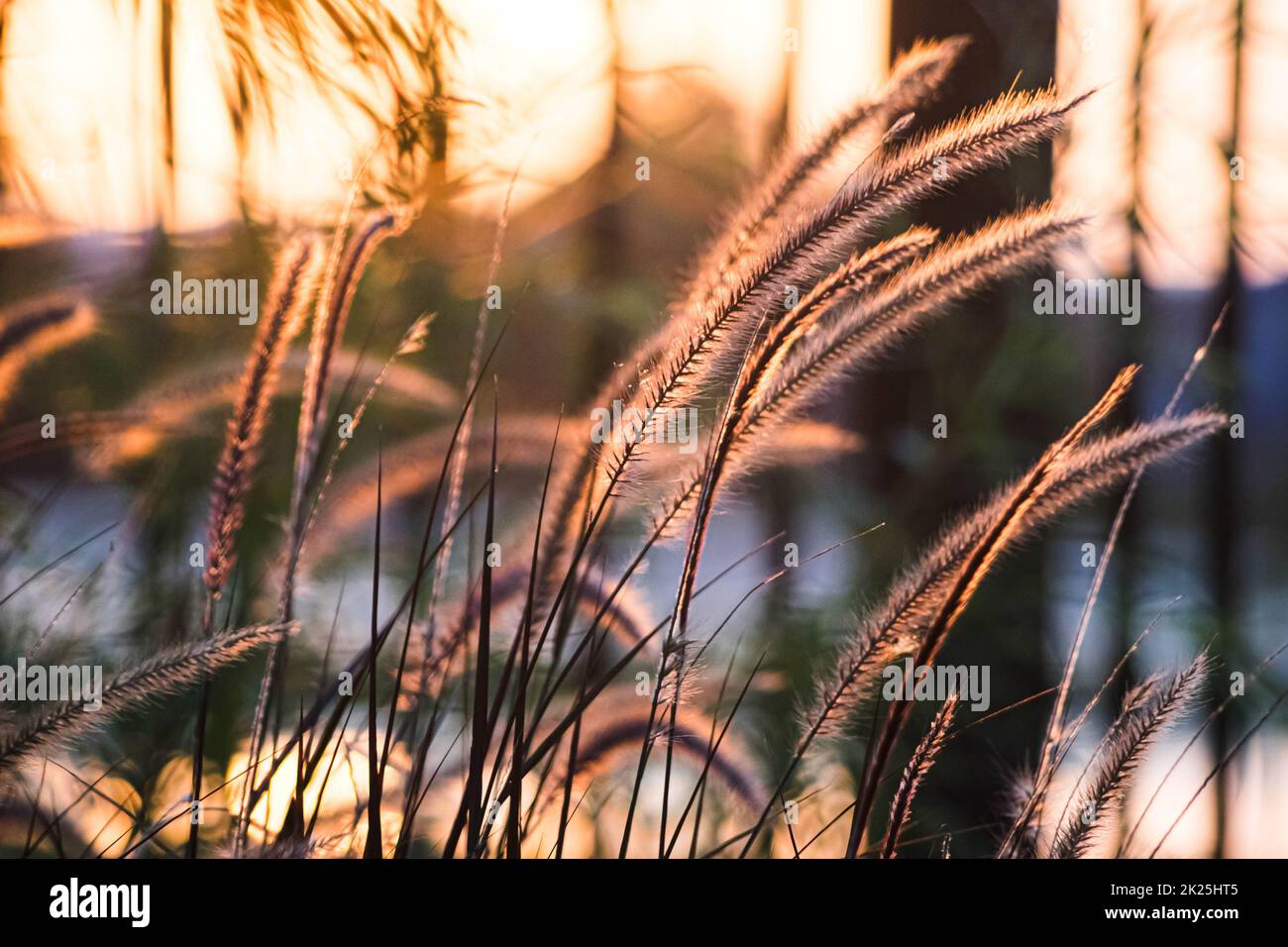 meadow grass flower blooming spring nature in the morning  wallpaper. Little white wildflower in the golden rays of sunset. Beautiful flower grass little white in a meadow nature with sun Stock Photo