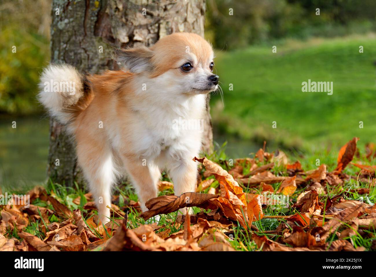 A cute Chihuahua dog in nature Stock Photo