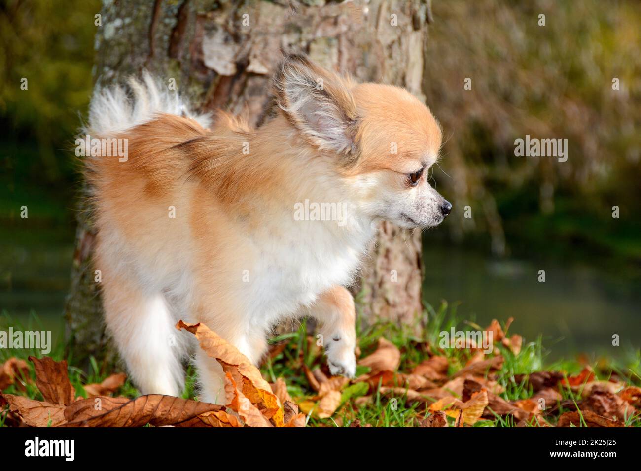 Chihuahua dog in nature Stock Photo Alamy