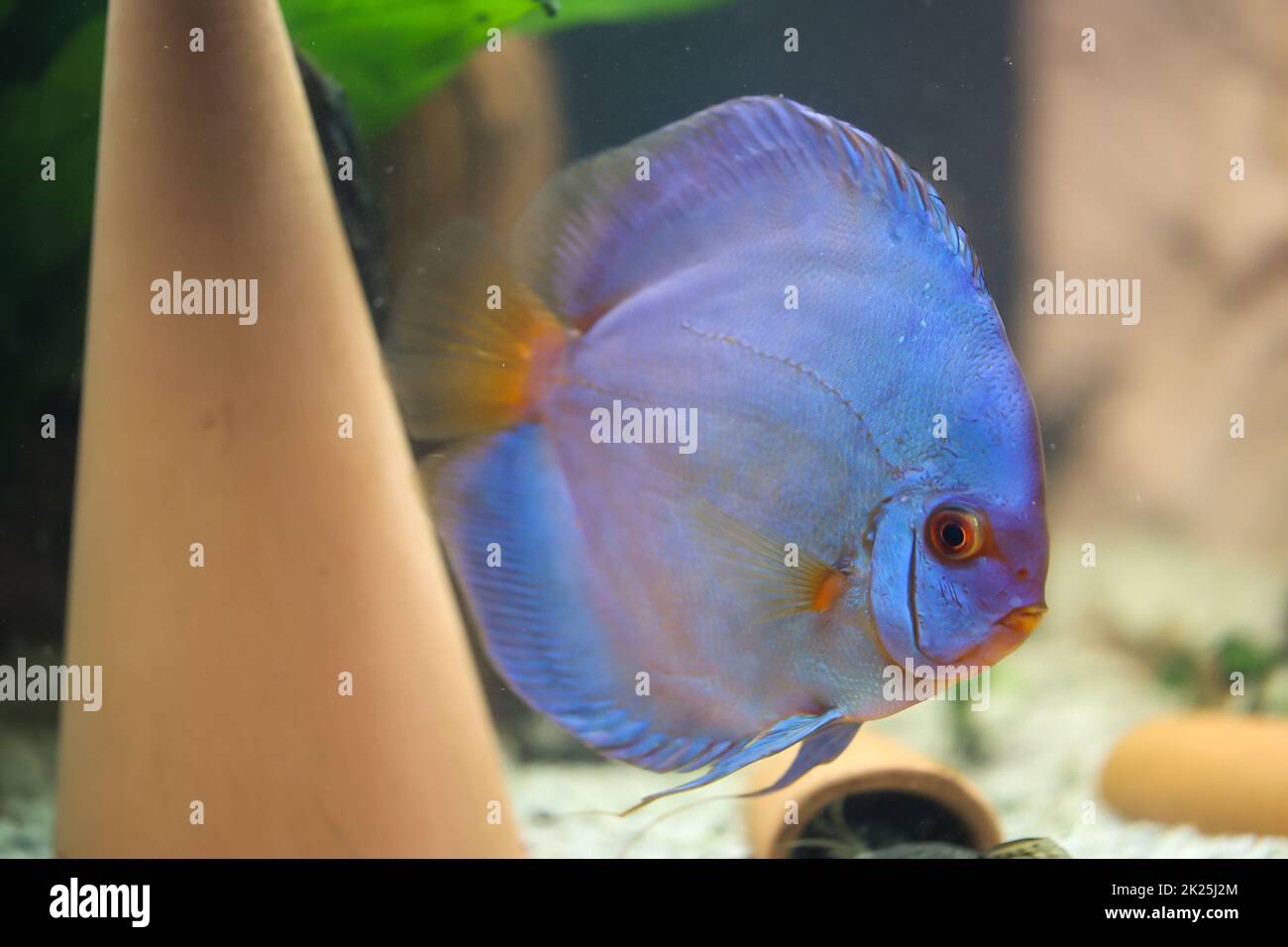 A discus fish in an aquarium. Discus fish originate from the Amazon