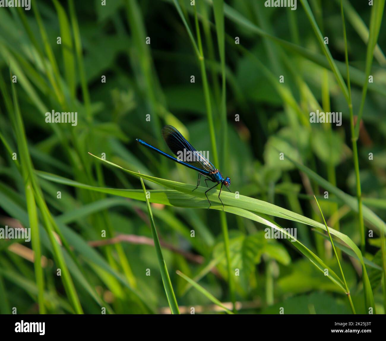 A large blue damselfly sits on a plant Stock Photo - Alamy