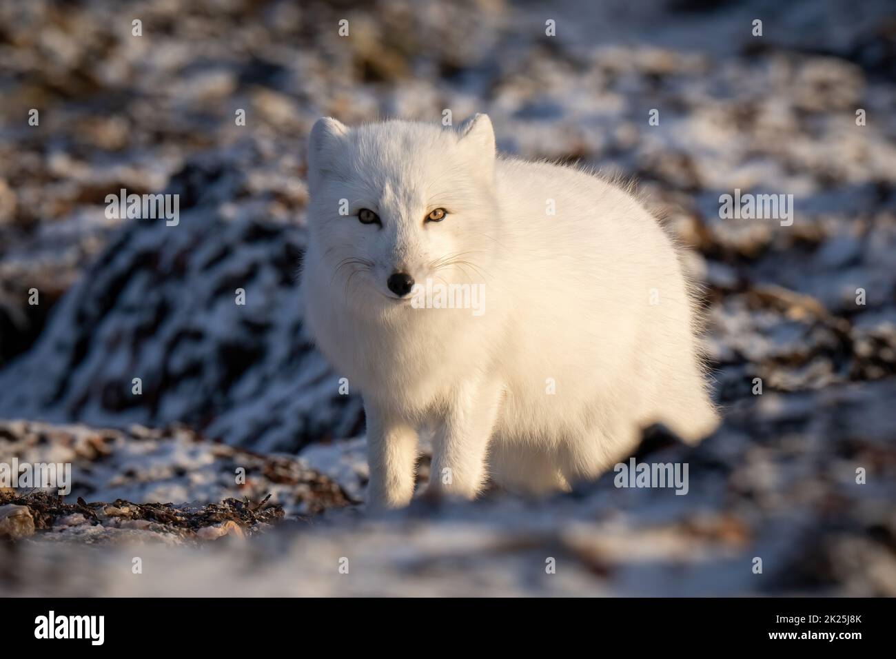 Arctic fox stands on tundra narrowing eyes Stock Photo - Alamy