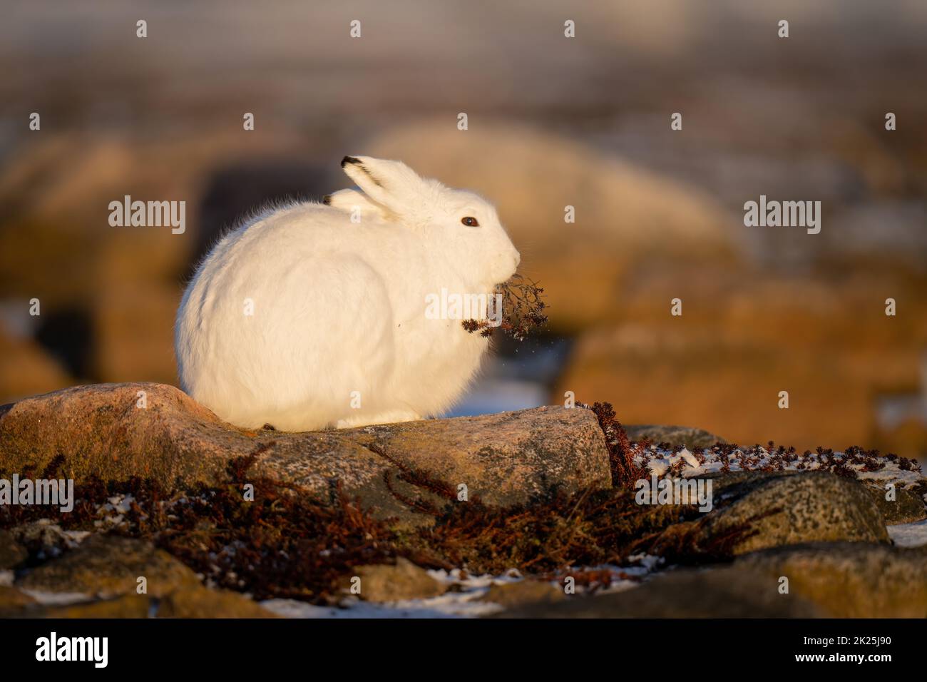 Arctic hare eating plant on rocky tundra Stock Photo