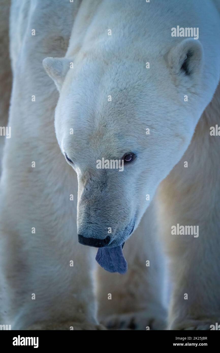 Close-up of polar bear sticking tongue out Stock Photo - Alamy
