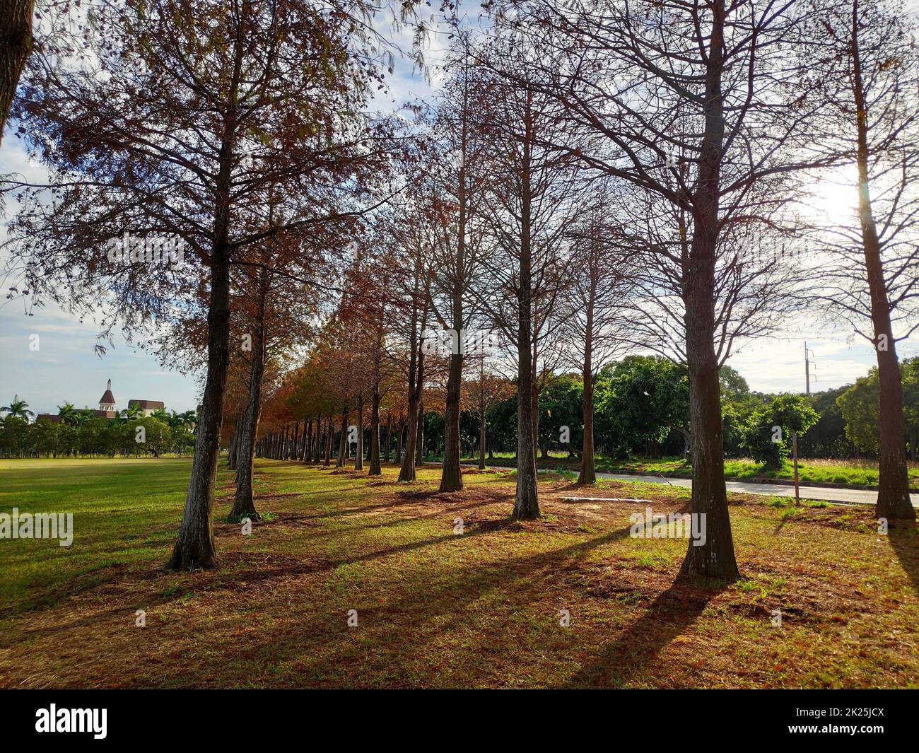 Trunks and pine needles hi-res stock photography and images - Alamy