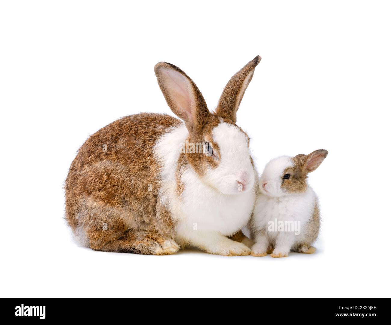 Mother rabbit sitting with newborn bunny isolated on white background