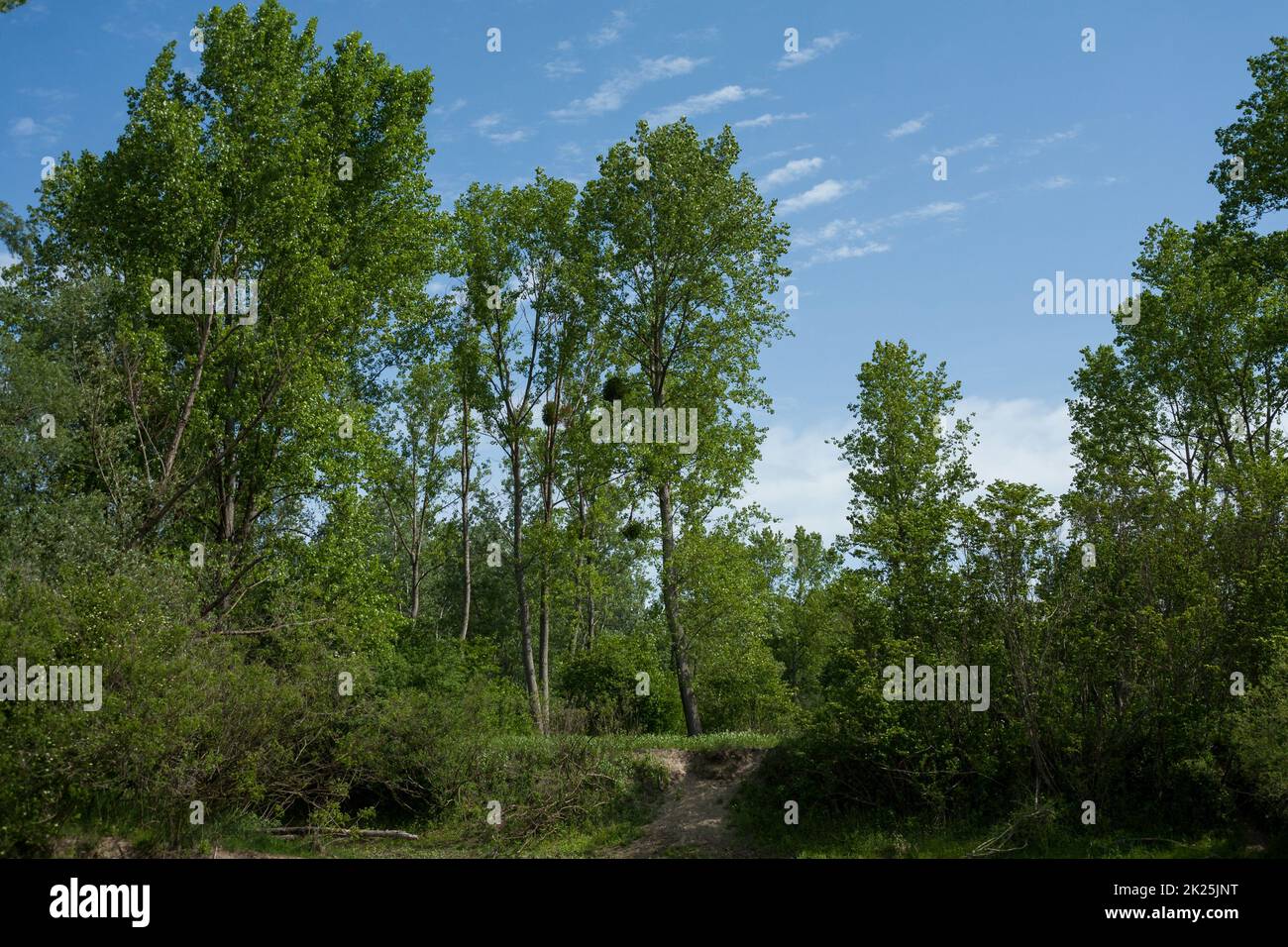 Vertical shot green trees hi-res stock photography and images - Alamy