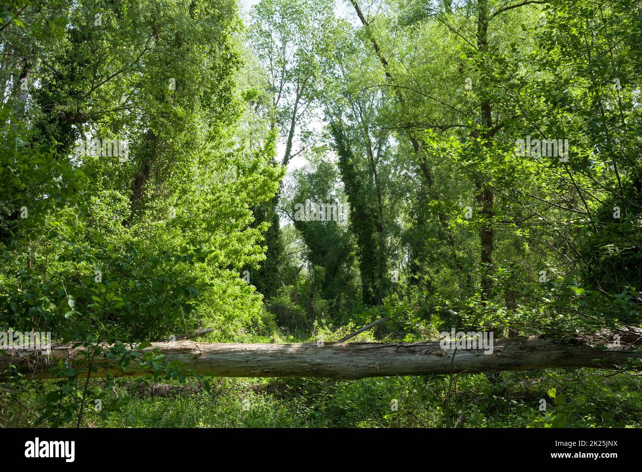 A beautiful shot of a forest reflective river under the sunlight Stock Photo