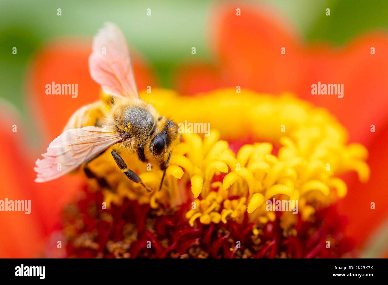 Close up honey bee collecting nectar on orange zinnia flower macro Stock Photo