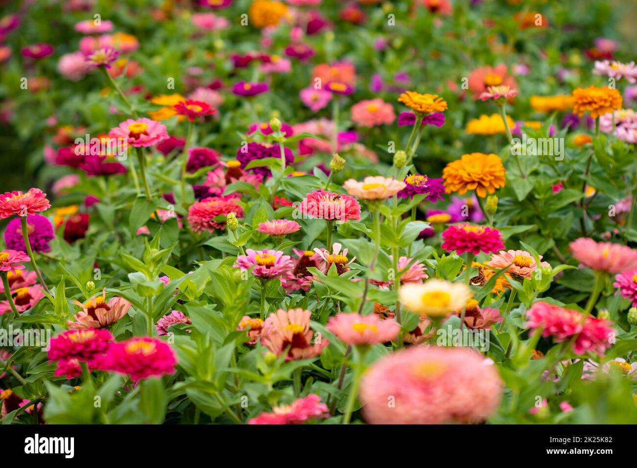 Beautiful garden farm zinnia flowers close up to pick in summer Stock Photo