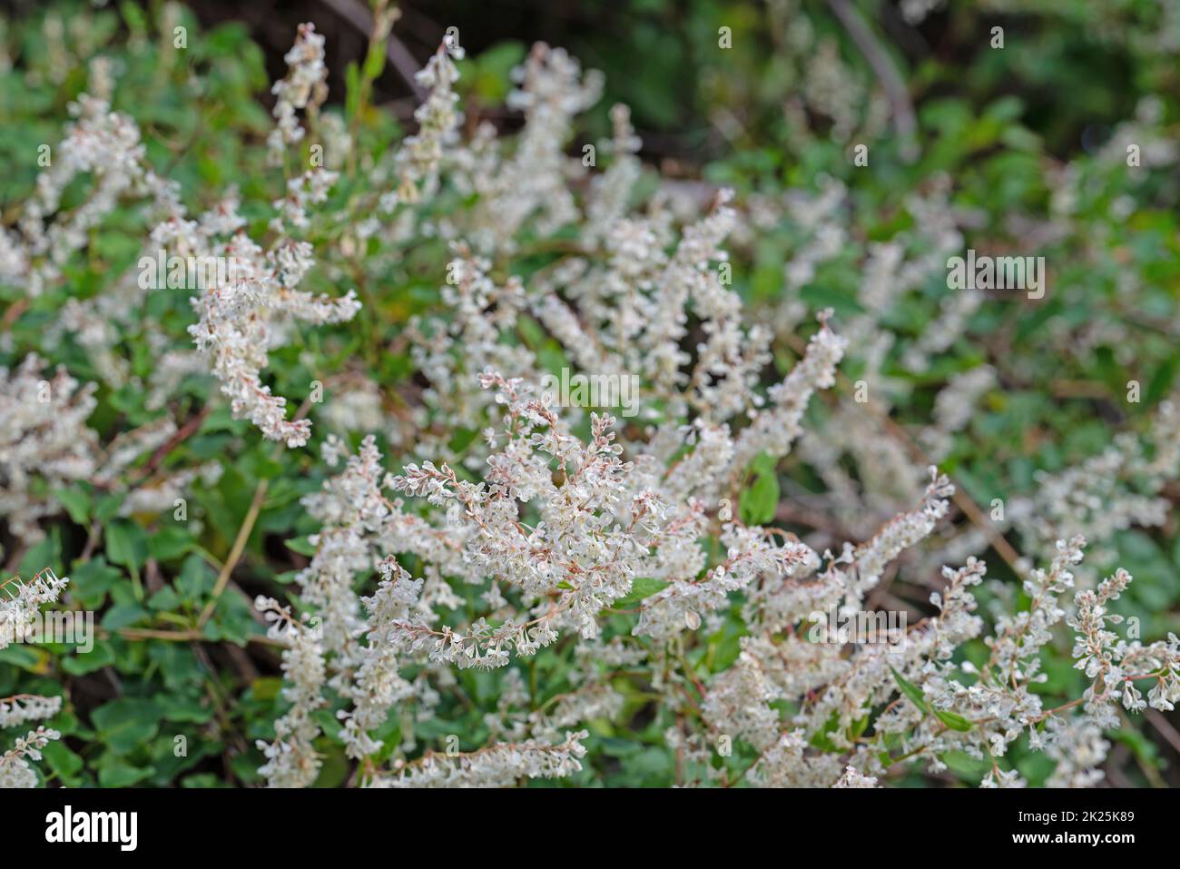 Blooming knotweed, Fallopia aubertii, in close up Stock Photo