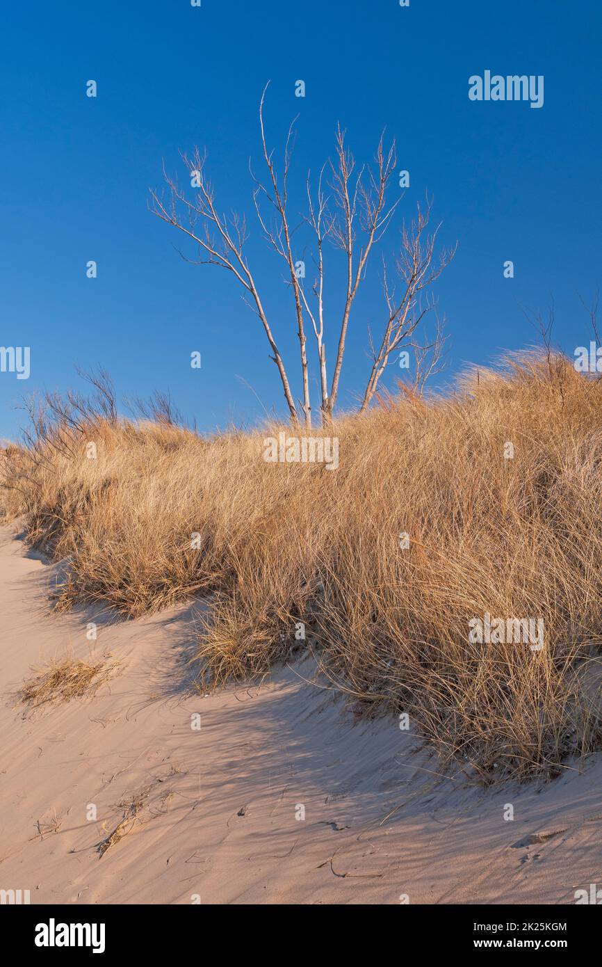 Young Tree Shooting Up Over the Sand Dunes and Grasses Stock Photo