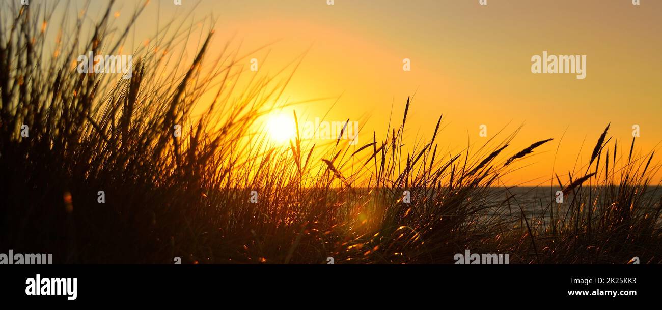 orange sunset at baltic sea dune grass Stock Photo