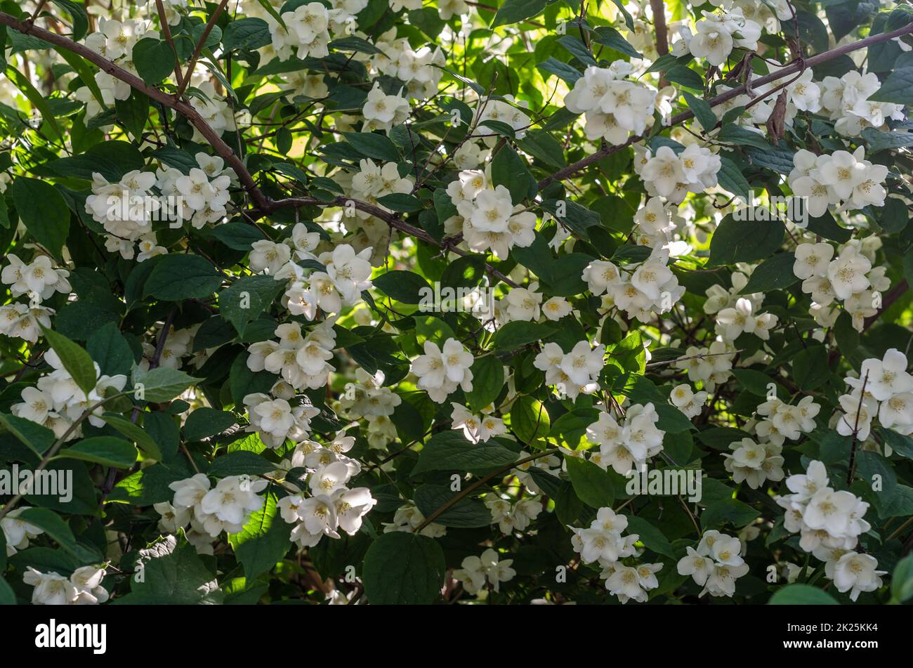 Fragrant white flowers in blossom, summer landscape Stock Photo
