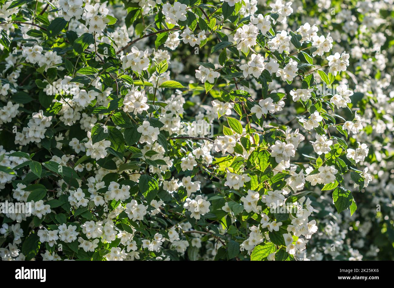 Fragrant white flowers in blossom, summer landscape Stock Photo