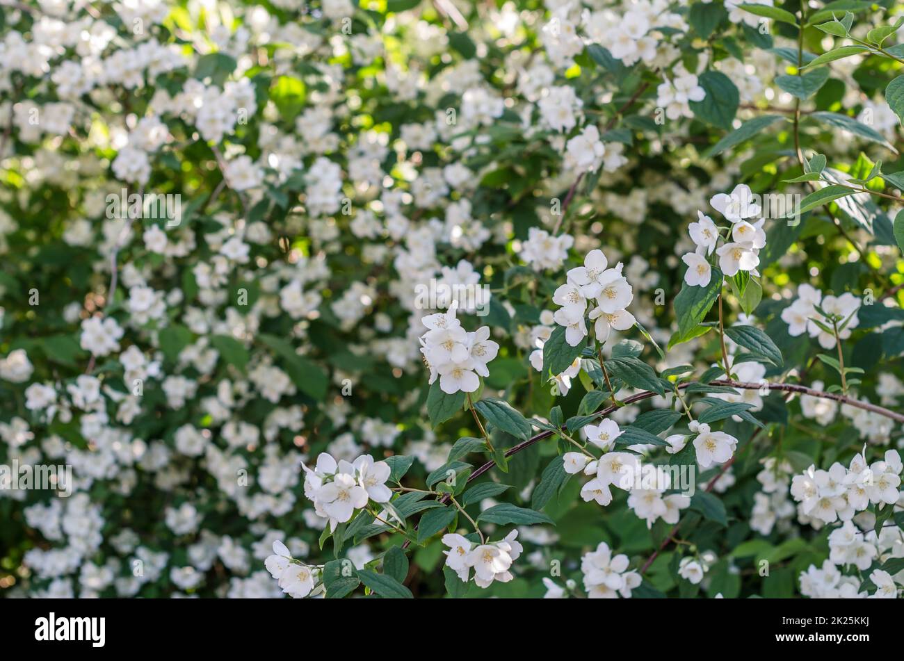 Fragrant white flowers in blossom, summer landscape Stock Photo
