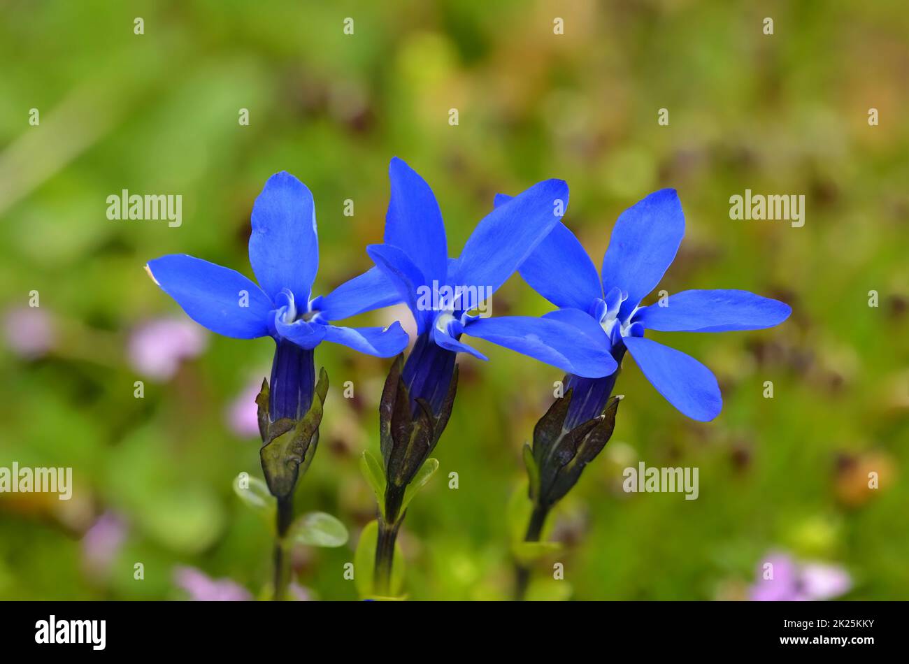 blue flowers of gentian alpine flower blooming Gentiana acaulis Stock Photo