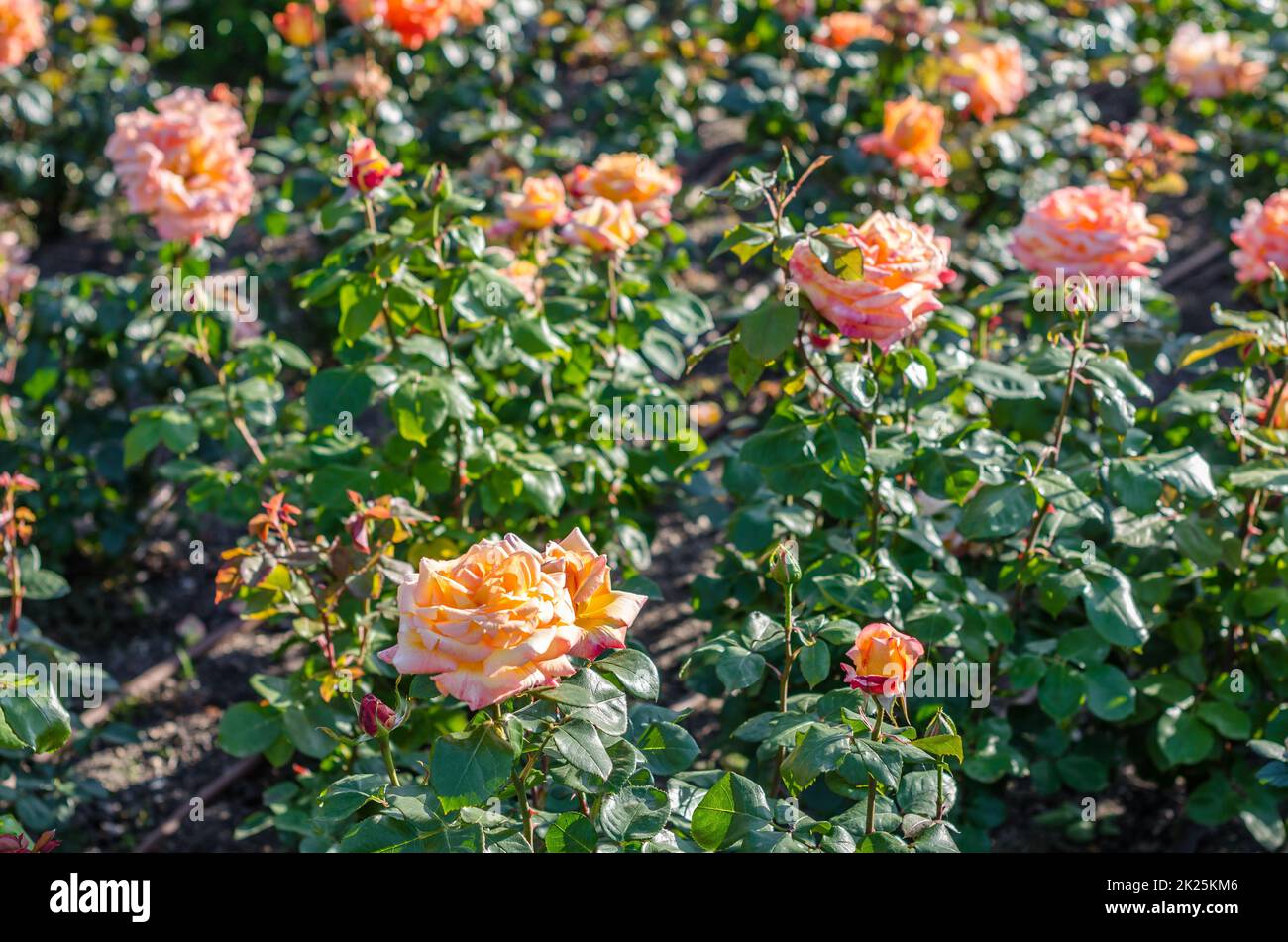 Orange roses garden hi-res stock photography and images - Alamy