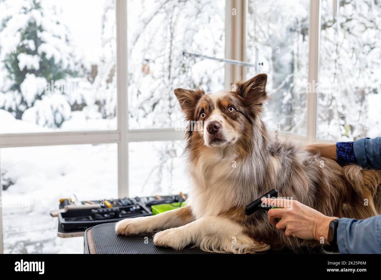 How To Groom A Collie