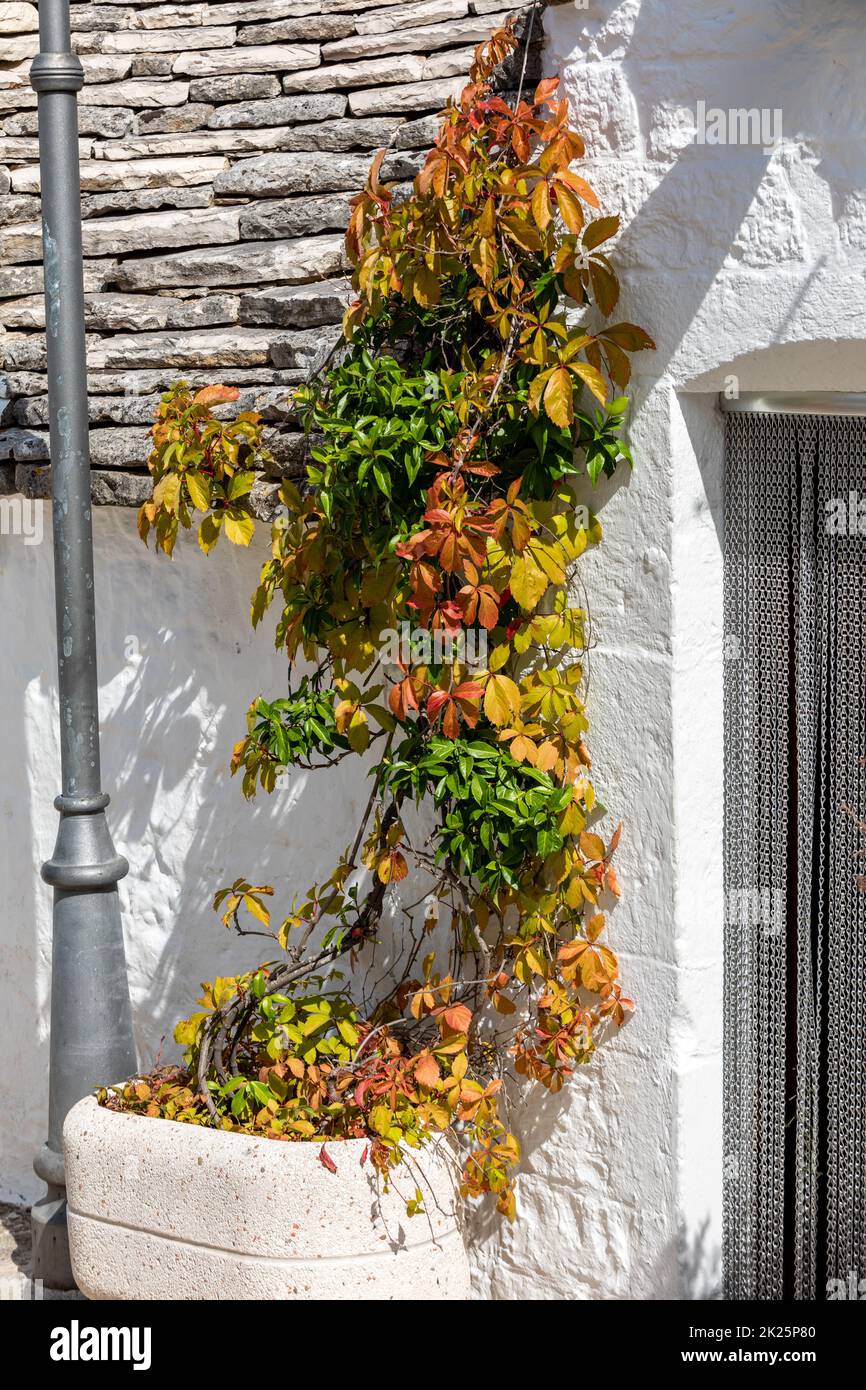 Trulli house overgrown with vines in Alberobello Stock Photo
