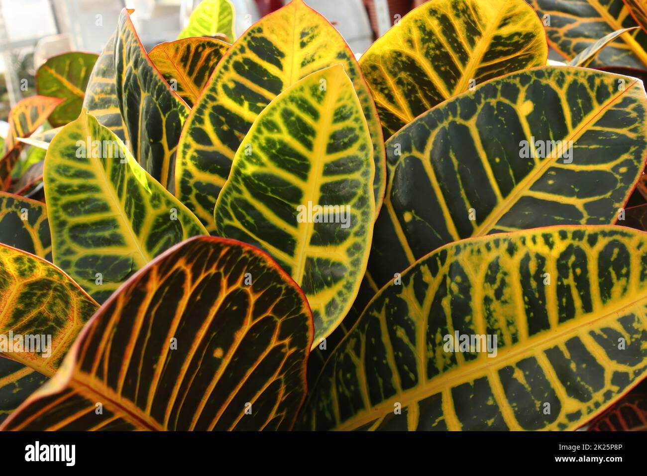 Bright yellow and green leaves on a Croton plant Stock Photo
