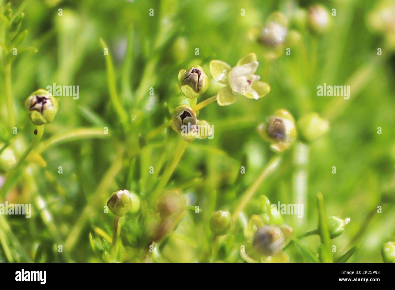 Macro view of delicate flowers on Irish Moss Stock Photo