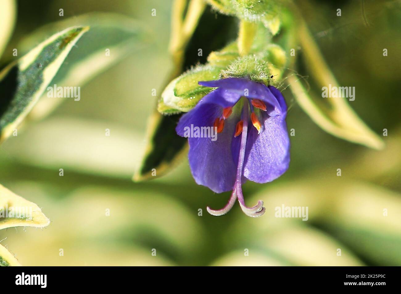 Macro of the stamen and stigma on a Jacobs Ladder plant Stock Photo