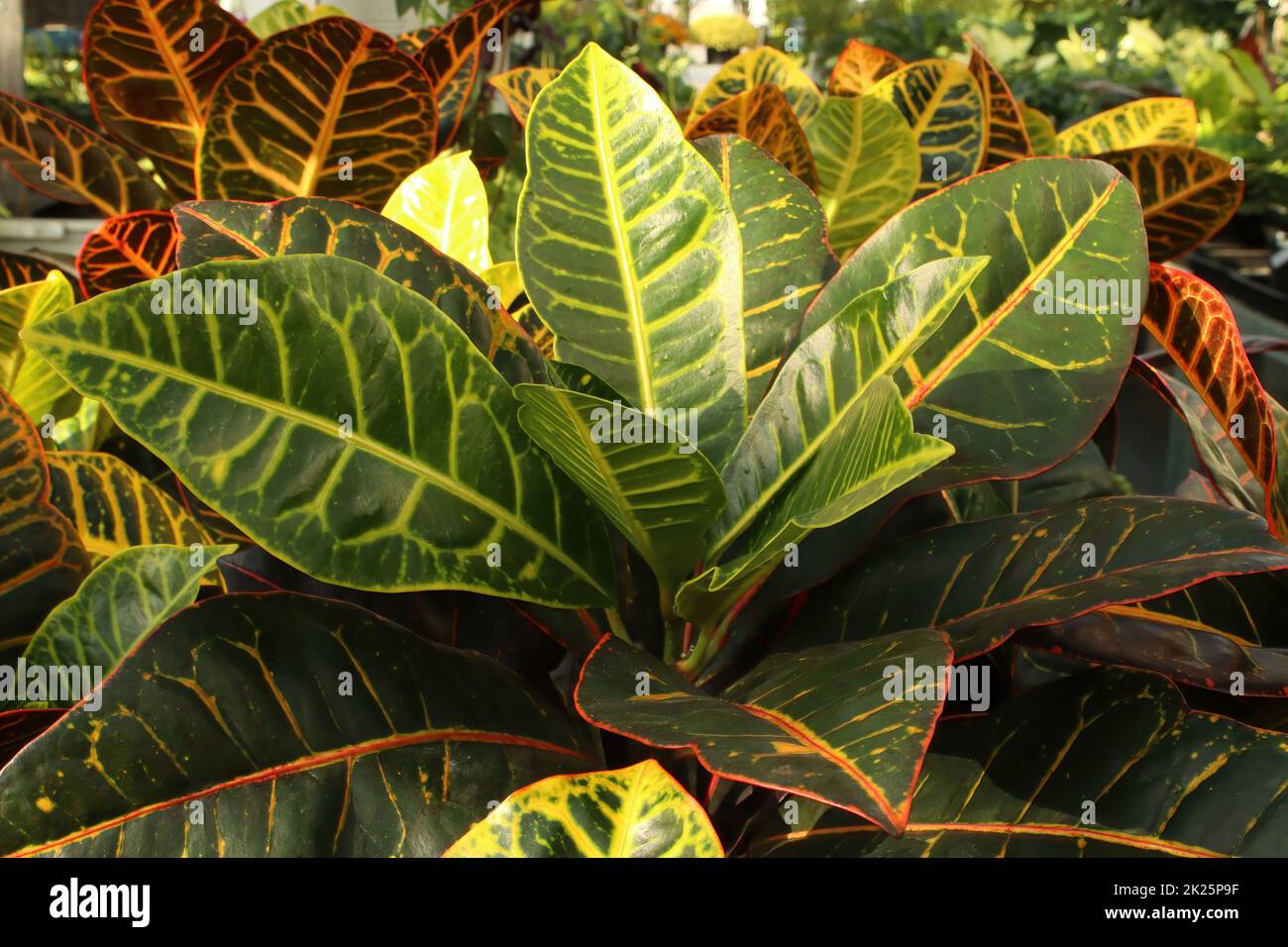 Bright yellow and green leaves on a Croton plant Stock Photo