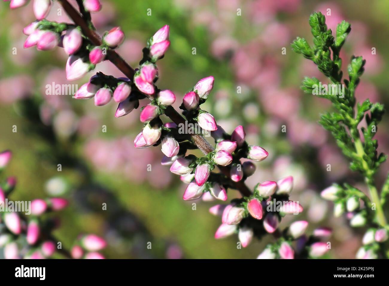 Macro of delicate flowers on a Heather plant Stock Photo