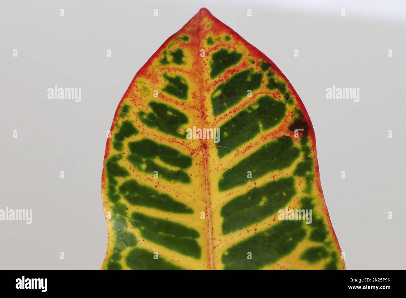 The leaf tip on a Croton plant with multiple colors Stock Photo