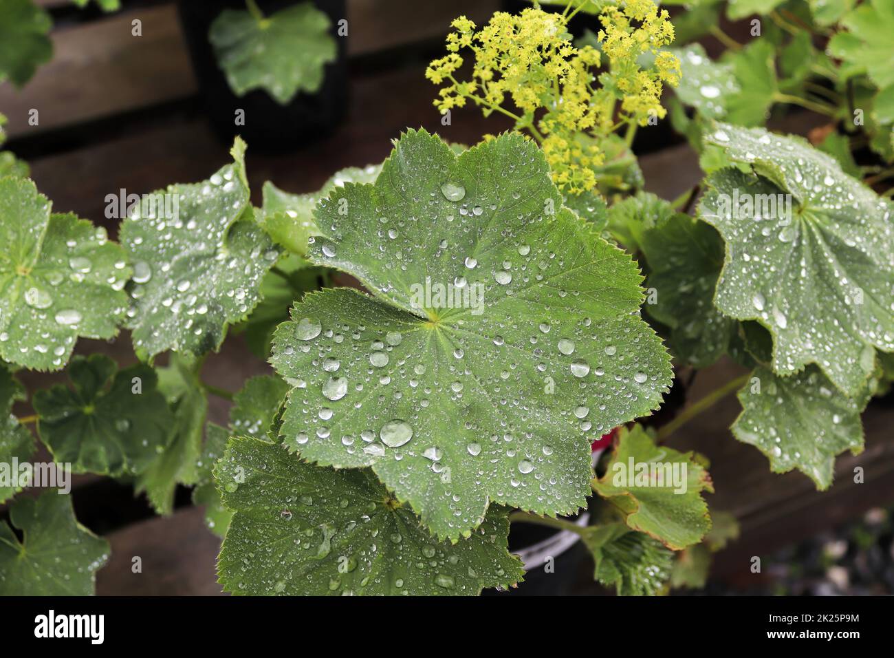 Closeup of potted Ladys Mantle plants with water droplets Stock Photo