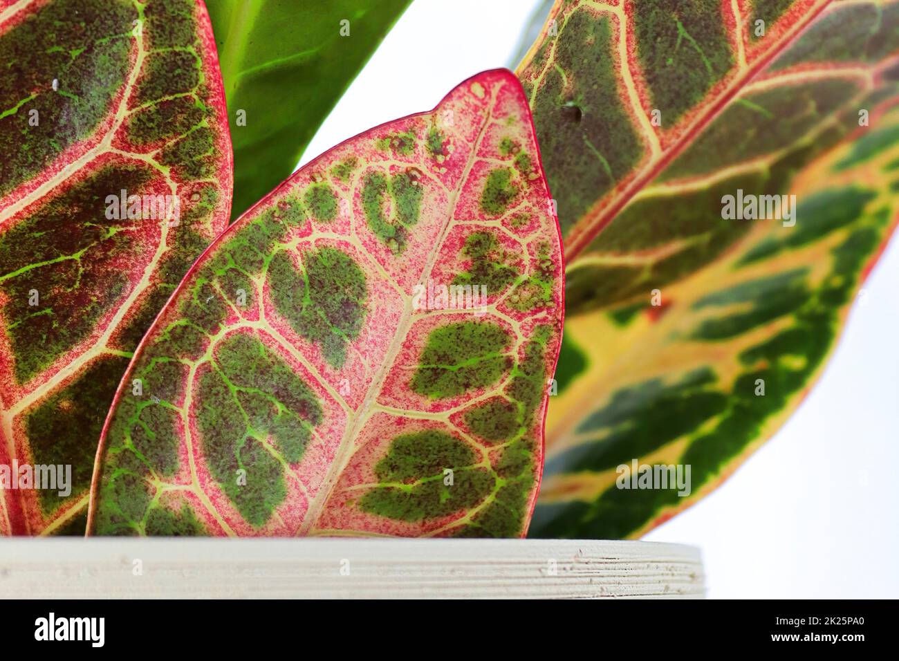 Side view of the pink yellow and green leaves on a Croton Stock Photo