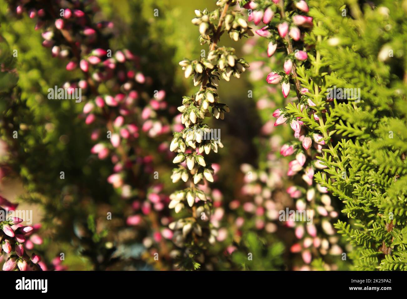 Delicate pink and white flower buds on a Heather plant Stock Photo