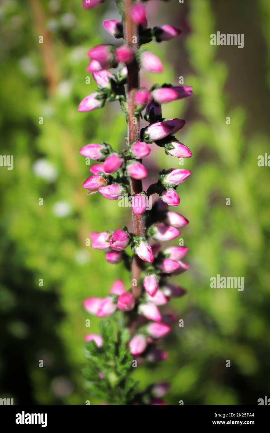 Macro of delicate flowers on a Heather plant Stock Photo
