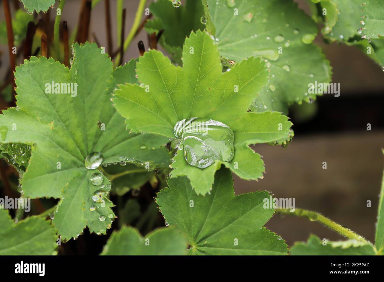 Closeup view of leaves on a Ladys Mantle covered in water Stock Photo