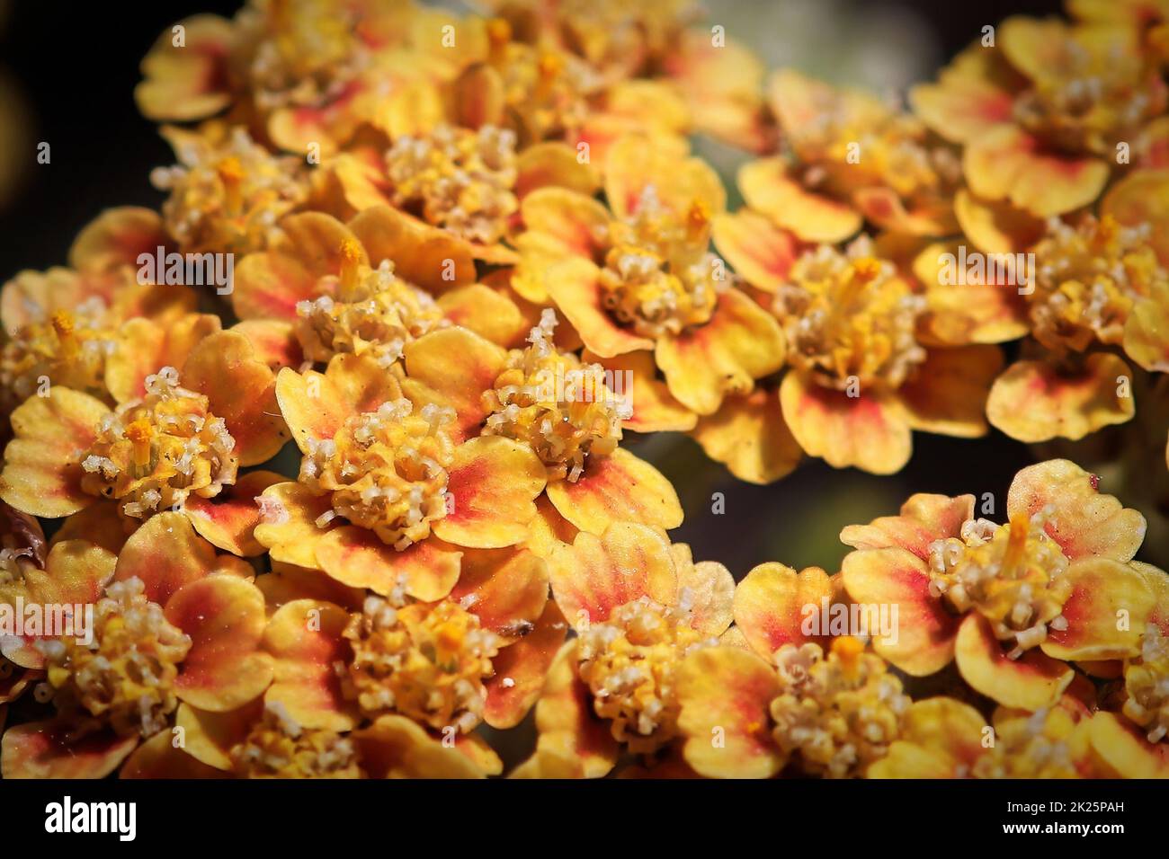 Macro view of tiny flowers on an orange Yarrow plant Stock Photo