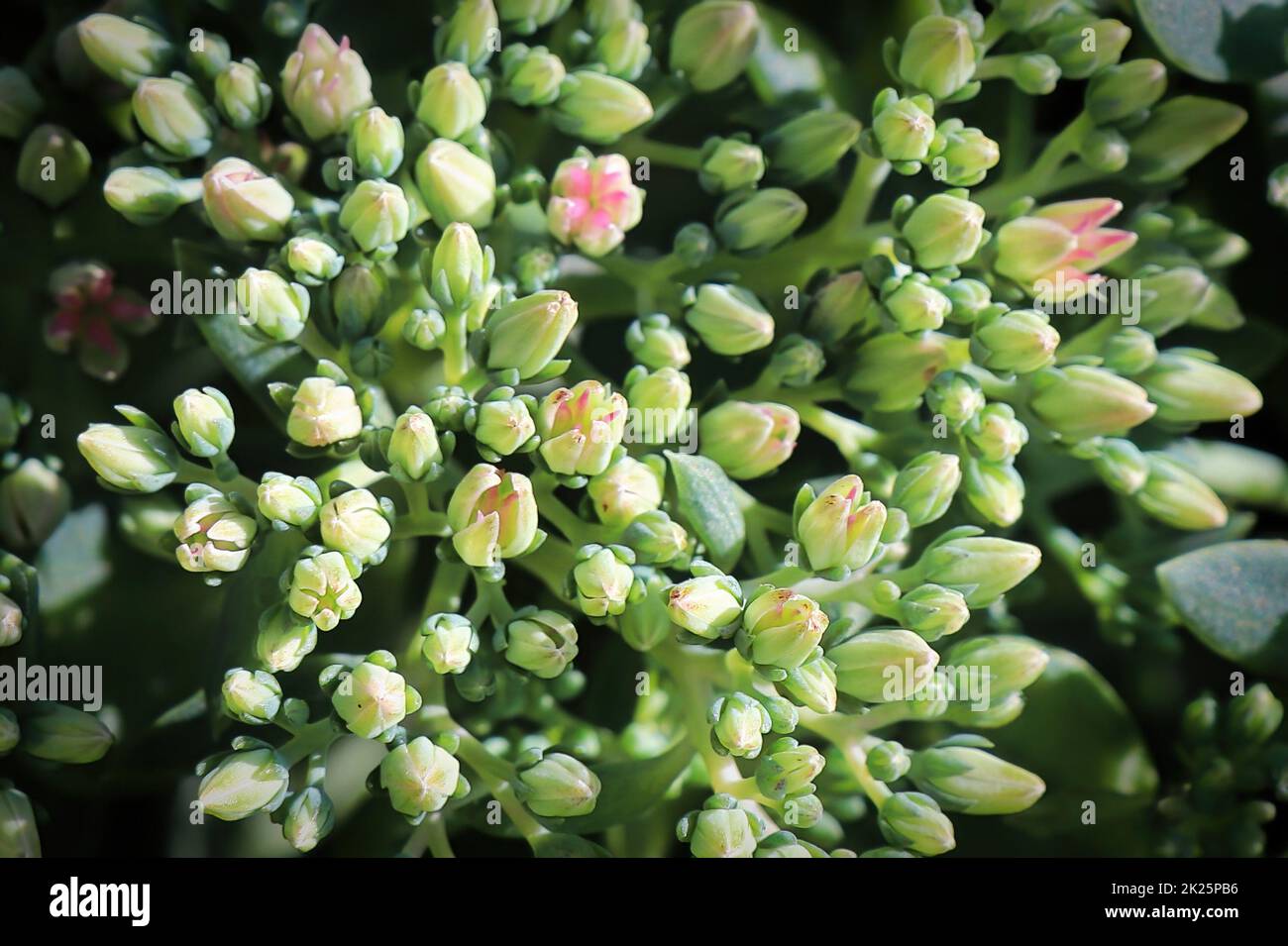 Green flower buds on a Stonecrop plant Stock Photo