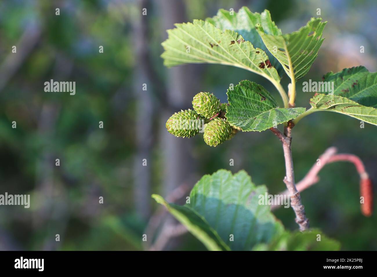 Seed pods forming on an Alder shrub Stock Photo - Alamy