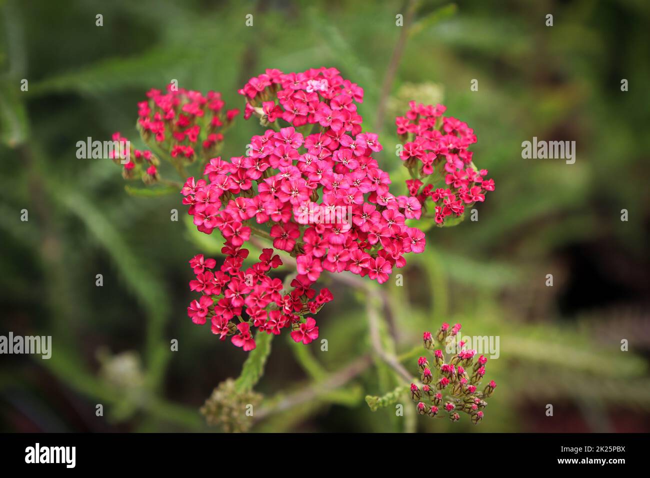 Closeup of Yarrow plant blooming in the garden Stock Photo