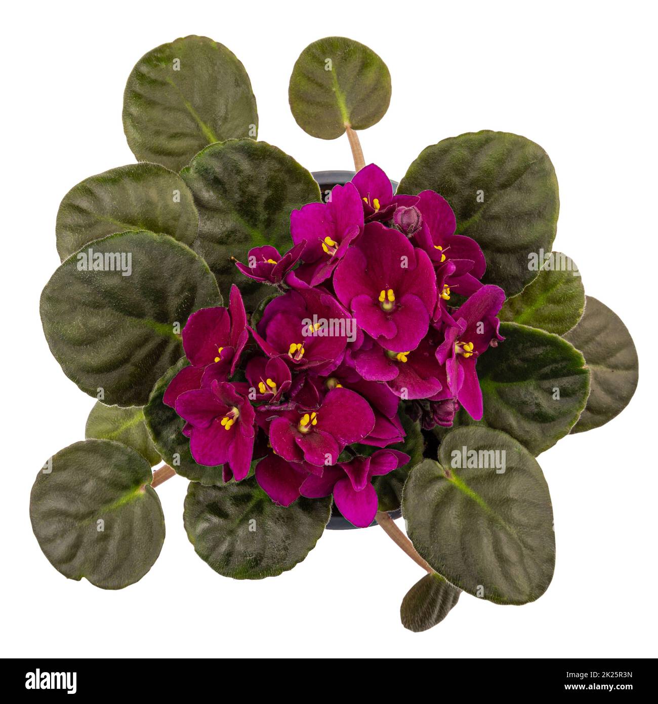 Blossoming deep blue purple colored african violet flower Stock Photo