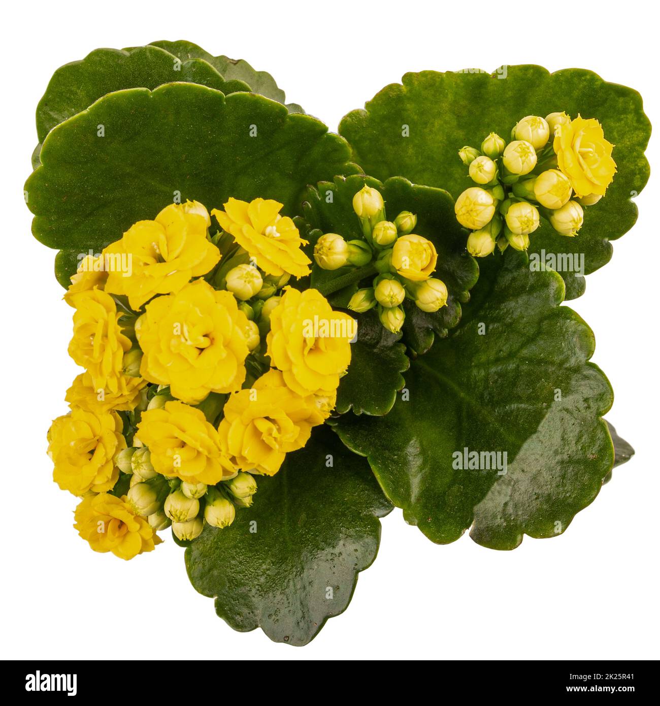 Kalanchoe blossfeldiana with yellow flower Stock Photo
