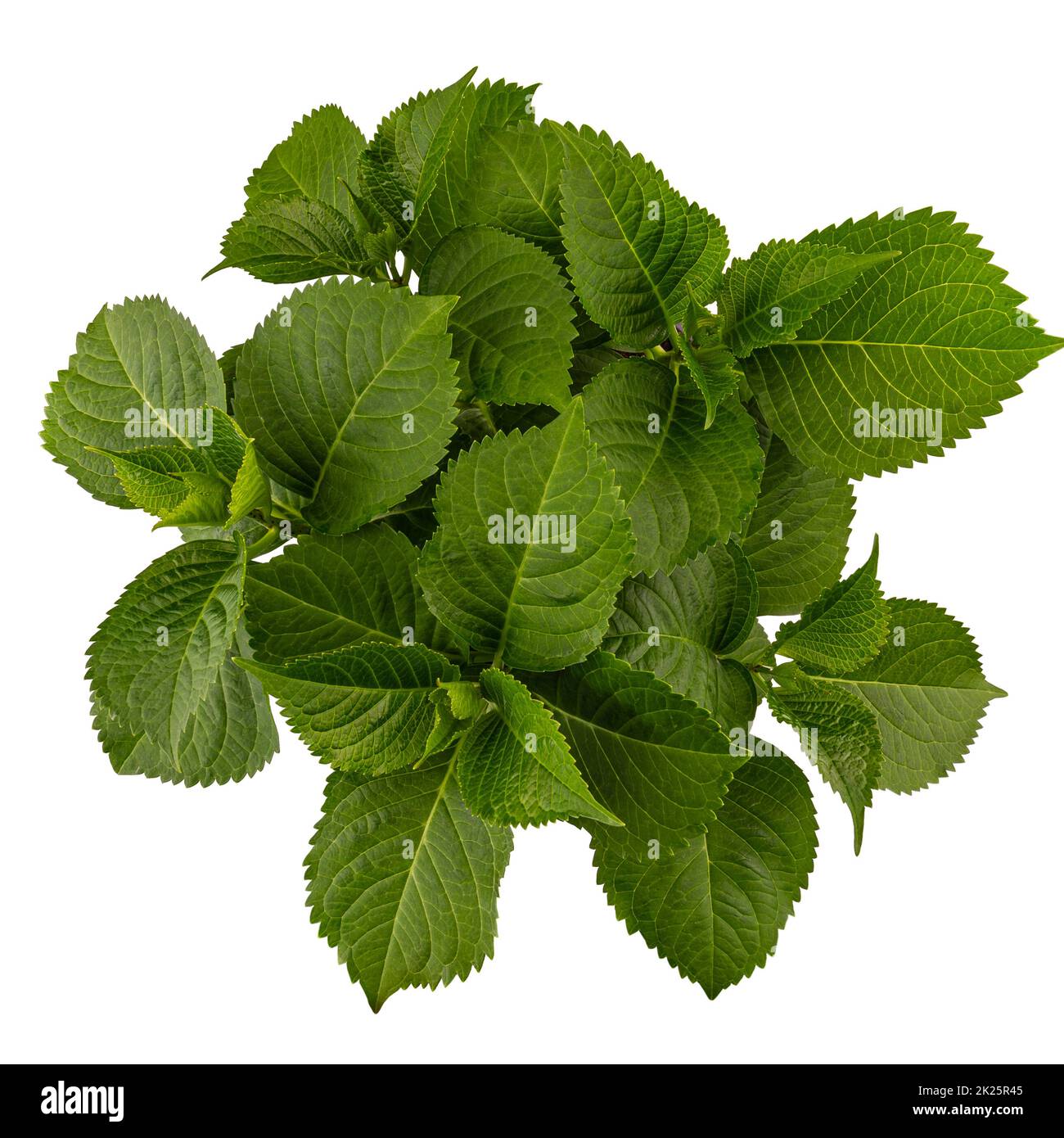 Flat lay of dahlia flower leaves Stock Photo