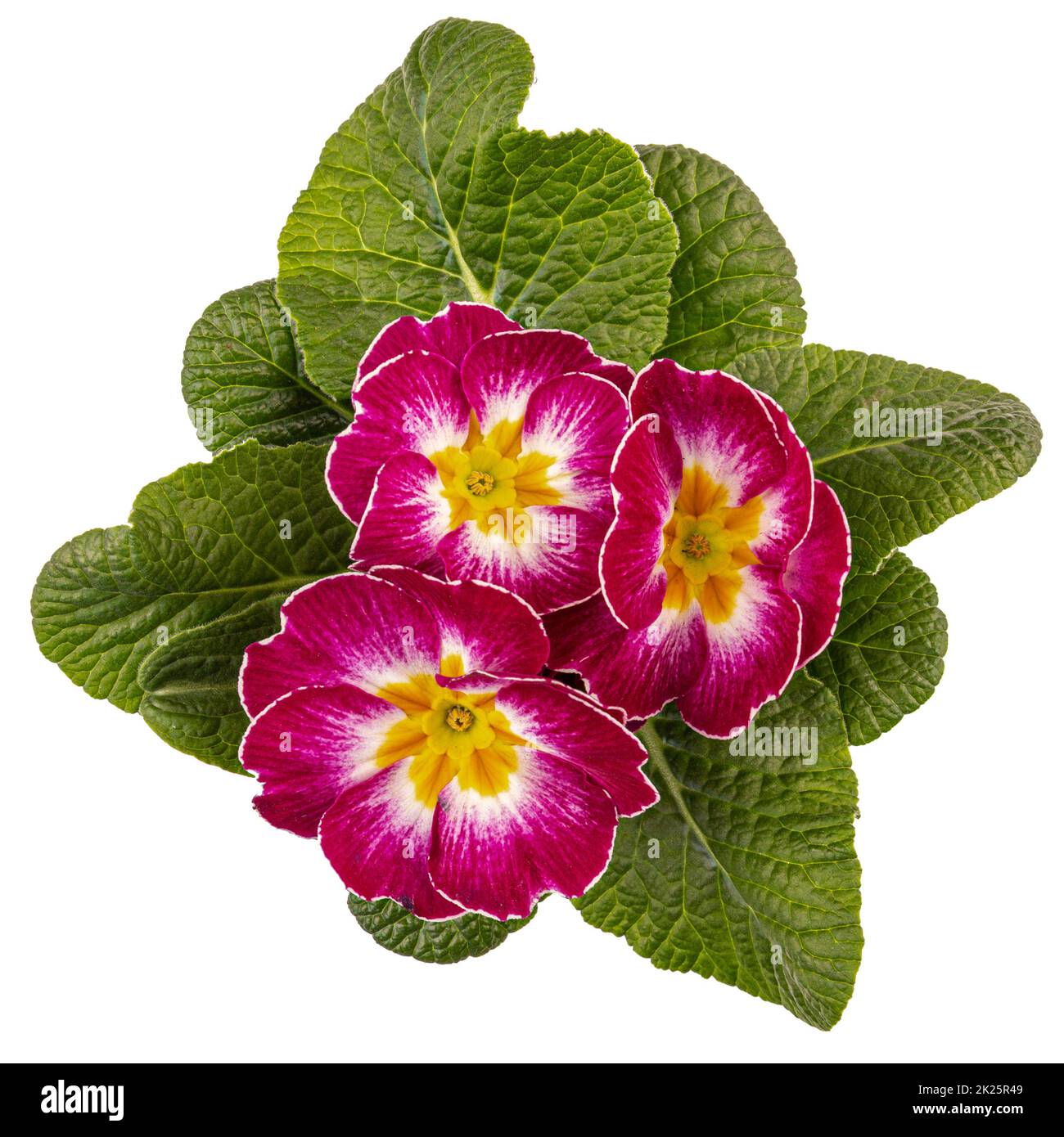 Red Primrose blossoming Stock Photo