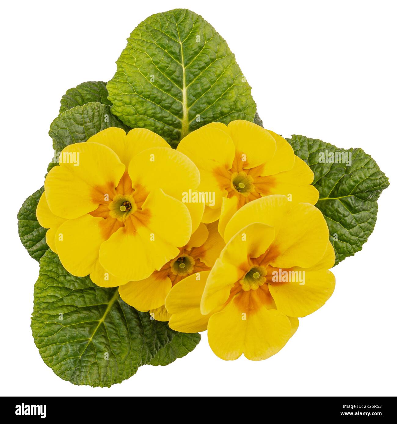 Yellow spring primroses flower Stock Photo