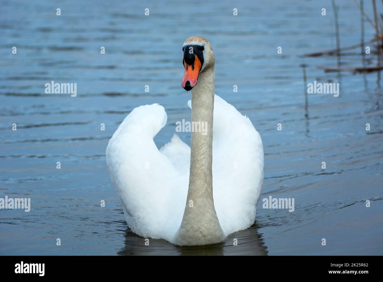 A single mute swan swimming in the lake Stock Photo