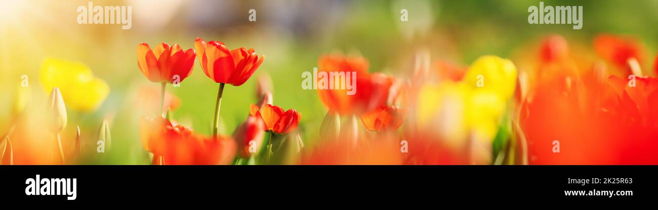 Red tulips and yellow jonquils in flowerbeds in the garden in . Beautiful flowers on sunny day on blue sky background Stock Photo